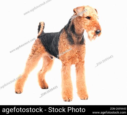One standing Black brown Airedale Terrier dog isolated on white
