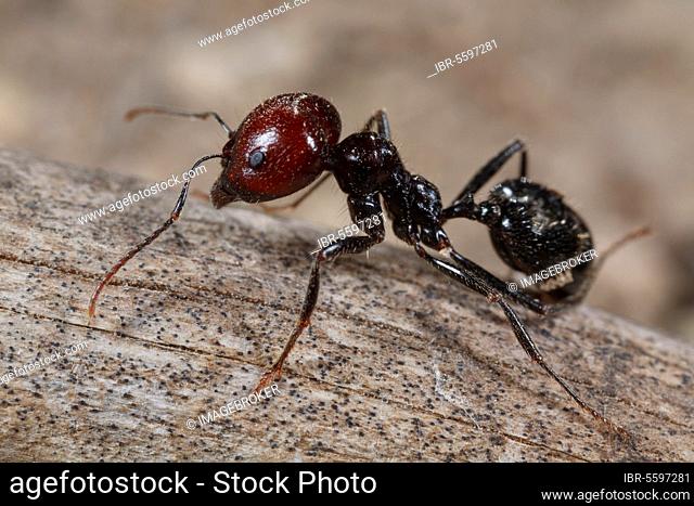 Harvester ant (Messor barbara), medium worker, Chaine des Alpilles, Bouches-du-Rhone, Provence, France, Europe