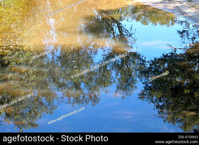 Reflection of trees in the puddle of the road.  The reflection of the trees in the puddle of the road is a beauty to behold