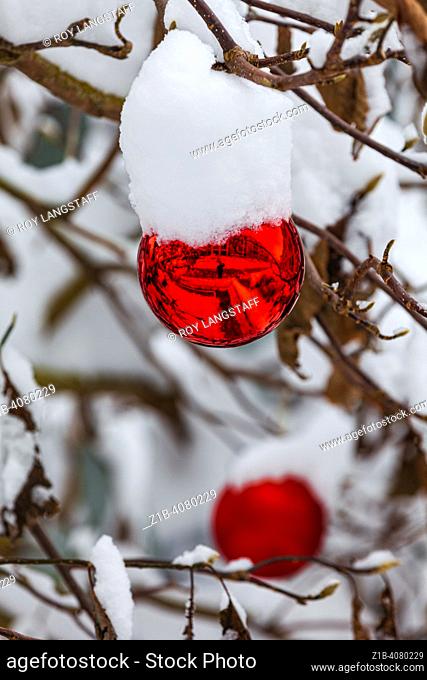 Large snow-covered red balls hanging on a Magnolia tree in Steveston British Columbia Canada