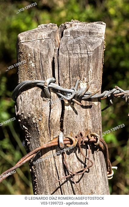 Trunk surrounded by barbed wire