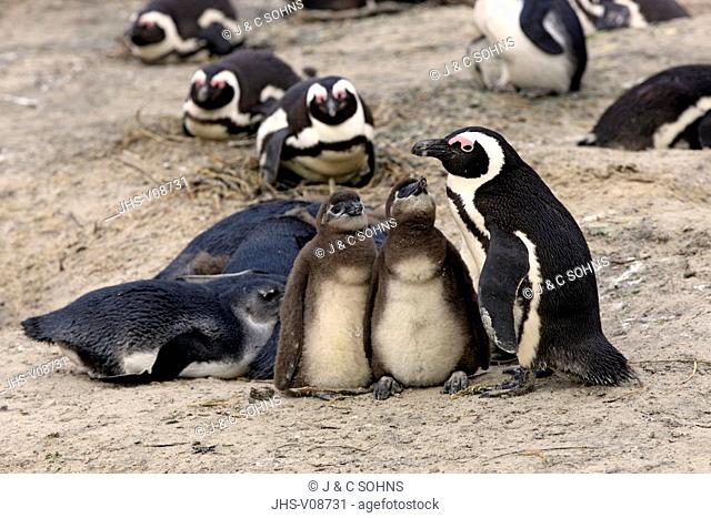 Jackass Penguin, African penguin, (Spheniscus demersus), adult with youngs, Boulders Beach, Simonstown, Western Cape, South Africa, Africa