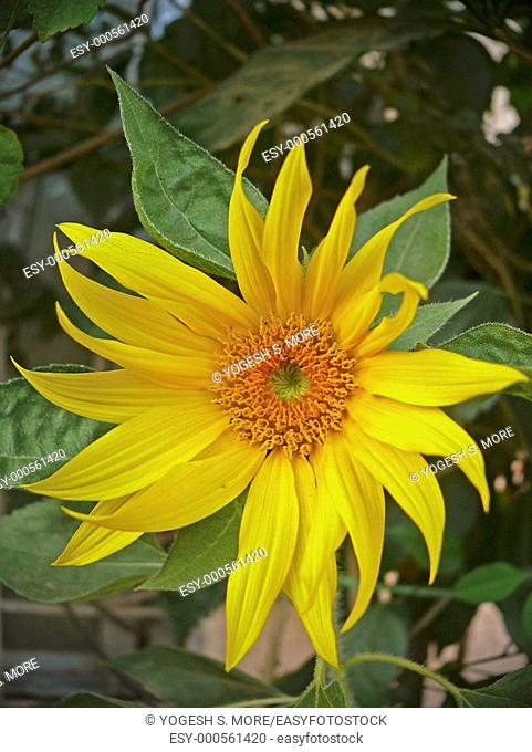 Sunflower, Helianthus annuus L., Helianthus aridus Rydb., Helianthus lenticularis Dougl. ex Lindl