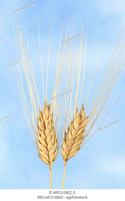 Sanduri Wheat, Triticum timopheevi timopheevi