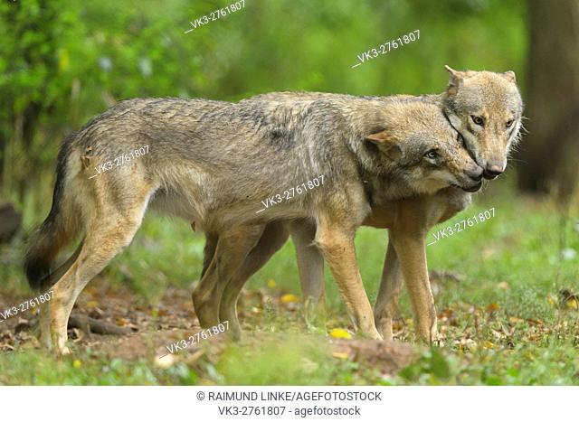 European Gray Wolf, Canis lupus lupus, two Wolves, Germany