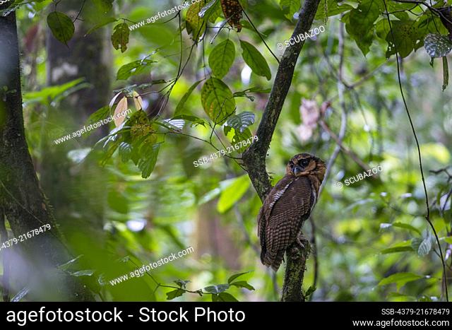 Brown Wood Owl, Strix leptogrammica, Danum Valley, Sabah, Malaysia, Borneo, South East Asia