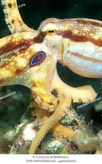 Poison Ocellate Octopus (Octopus mototi) adult, Lembeh Straits, Sulawesi, Sunda Islands, Indonesia, September