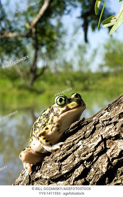 Couch's Spadefoot Toad - Los Novios Ranch - near Cotulla, Texas USA