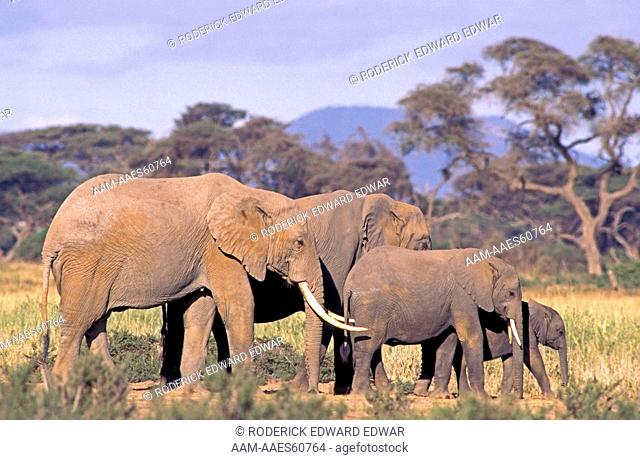 Adult female African Elephants with babies crossing to a new feeding area in Amboseli National Park, Kenya, Africa