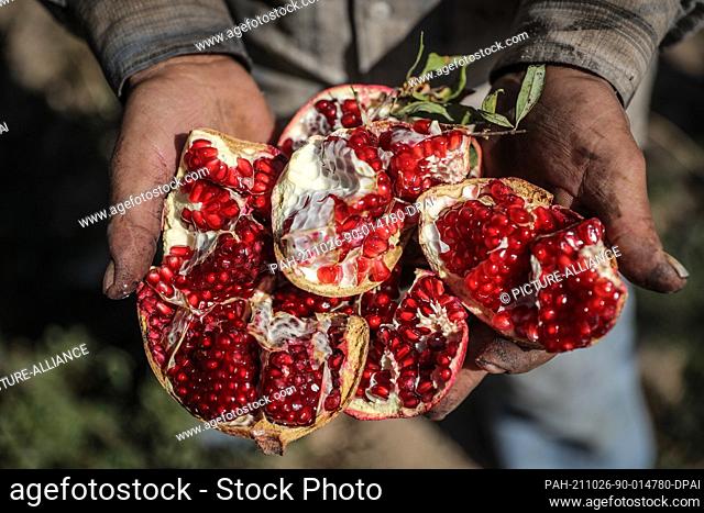 24 October 2021, Syria, Al-Alani: A Syrian worker shows freshly harvested pomegranate before making molasses in the Al-Alani village on the Syrian-Turkish...