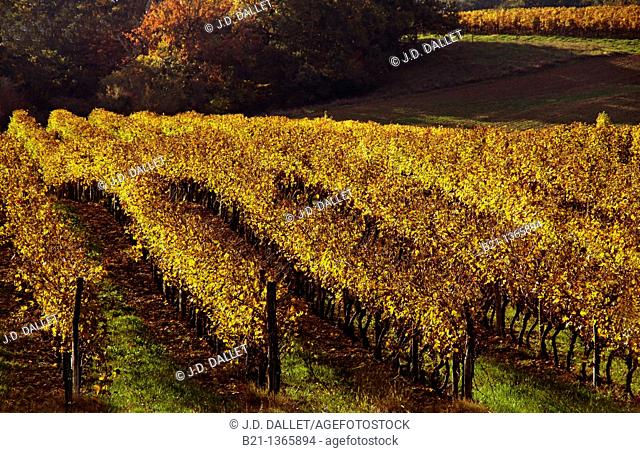 France-Midi Pyrenées-Gers- landscape of wine fields near Manciet