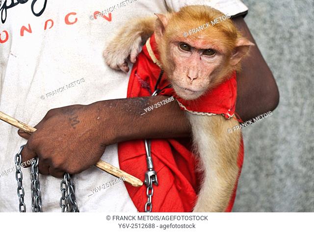 Monkey trainer holding his monkey with a chain in Karnataka state, India