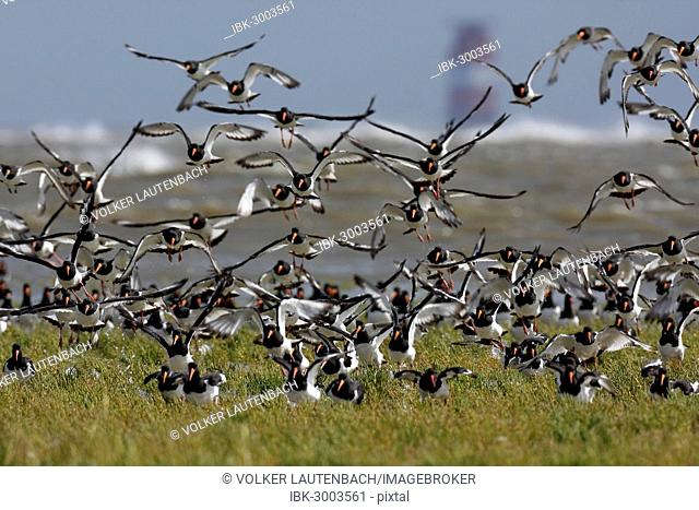 A flock of Eurasian Oystercatchers (Haematopus ostralegus), landing on a salt marsh, Mellum Plate lighthouse at the back, Minsener Oog, East Frisian Islands