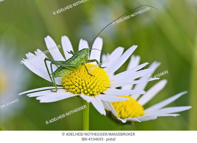 Great Green Bush-Cricket (Tettigonia viridissima), juvenile, Burgenland, Austria