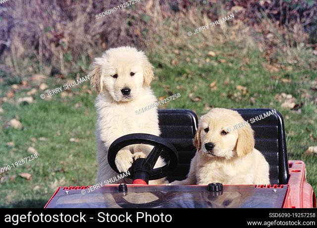 Golden Retriever puppies sitting in toy car
