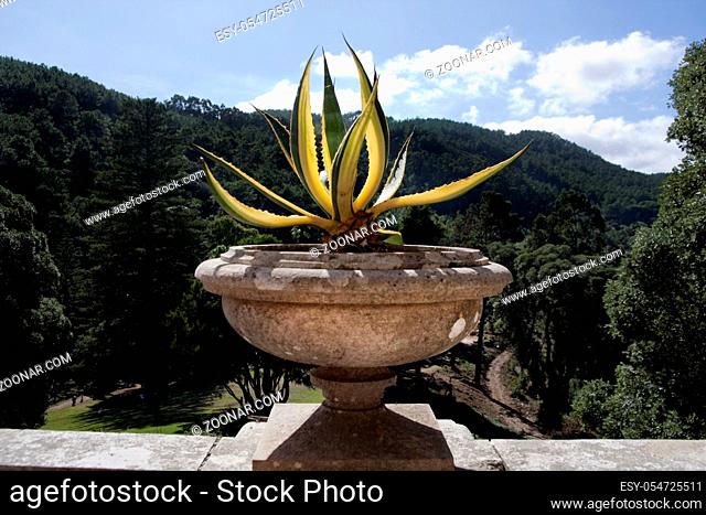 View of a agave americana plant on a vase