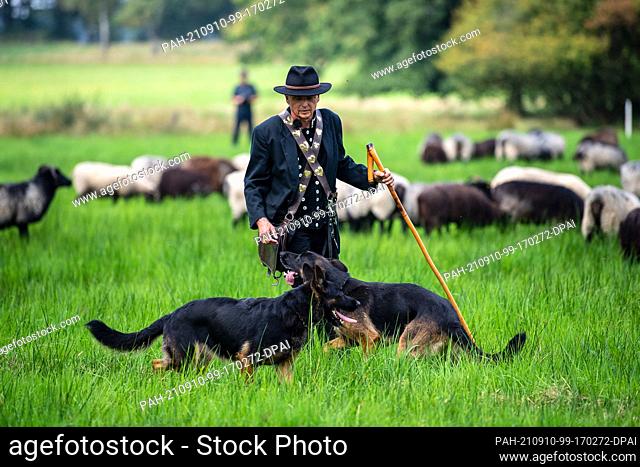 10 September 2021, Lower Saxony, Eimke: Shepherd Peter Brückner drives the herd of Heidschnucken across a meadow with his herding dogs