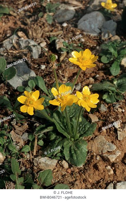 rugose buttercup, rugose crowfoot (Ranunculus bullatus), blooming plant, Greece, Crete, 359