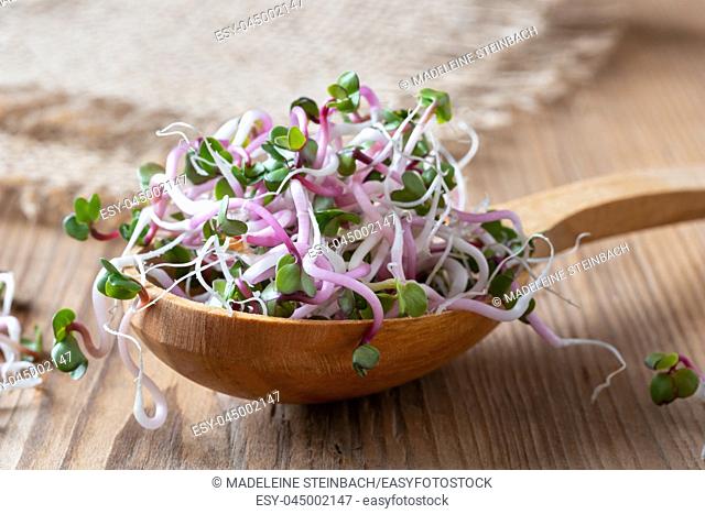 Fresh pink radish sprouts on a wooden spoon