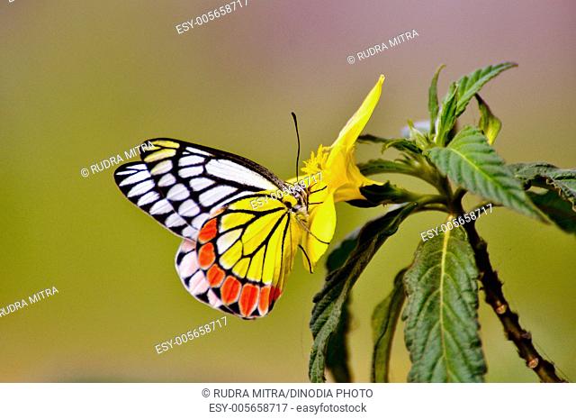 Butterfly common jezebel delius eucharis at botanical garden ; Howrah ; West Bengal ; India