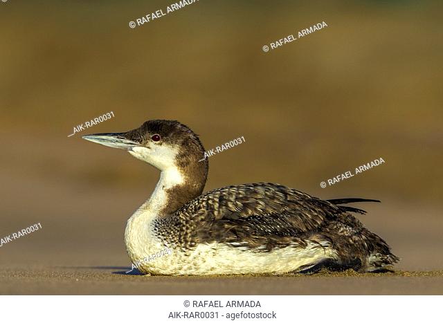 First-summer Common Loon (Gavia immer), also known as Great Northern Diver, resting on the beach in summer in the island of Terceira, Azores, Portugal
