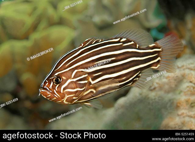 Six-lined soapfish (Grammistes sexlineatus), Red Sea, Jordan, Asia