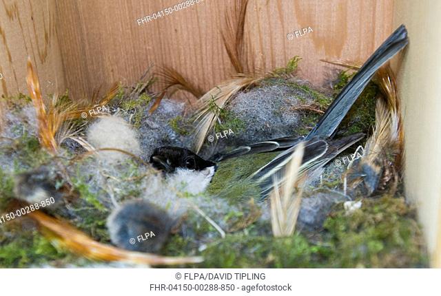 Great Tit Parus major adult, incubating eggs, sitting on nest in nestbox, Norfolk, England, april