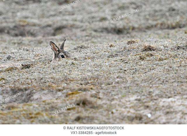 European Rabbit (Oryctolagus cuniculus) sitting in rabbit hole, carefully watching, peeking out of its burrow, looks funny, wildlife, Europe