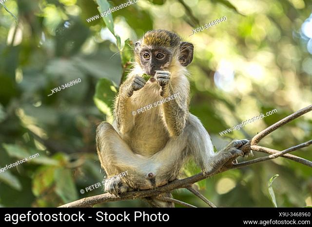 young green monkey Chlorocebus sabaeus, Bijilo Forest Park, Bijilo, Gambia, West Africa