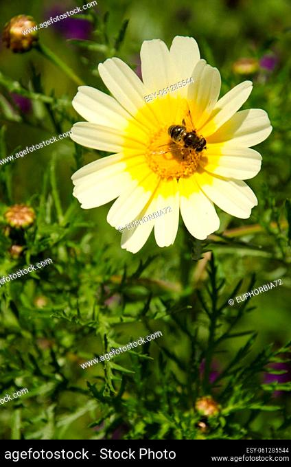 Bee on a flower of garland chrysanthemum Glebionis coronaria. Valleseco. Gran Canaria. Canary Islands. Spain
