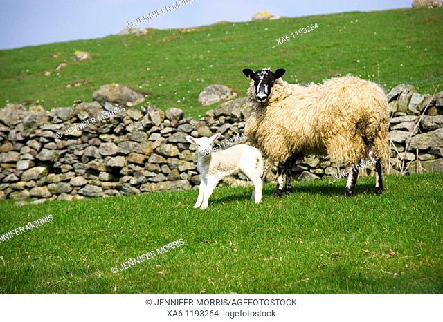 A sheep with her lamb in a green field with a dry-stone wall behind them