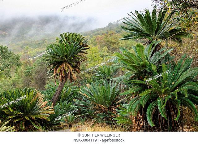 Modjadji Cycads (Encephalartos transvenosus) in their natural ecosystem, South Africa, Limpopo, Modjadji Cycad Nature Reserve