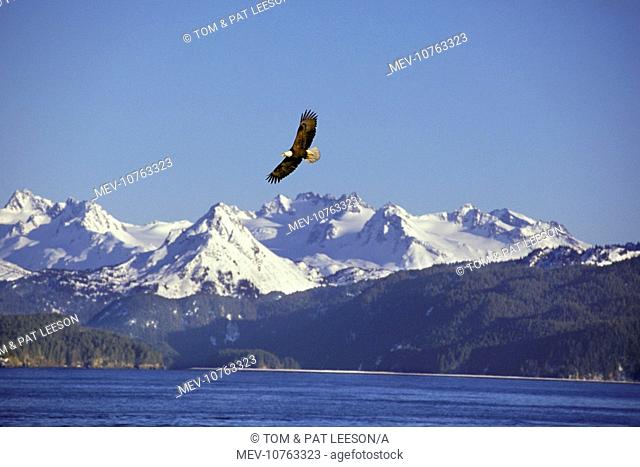 Bald Eagle In flight (Haliaeetus leucocephalus)