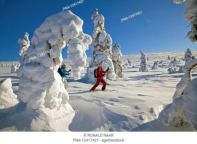 Crosscountry skiing near snow sculptures around a frozen tree in Finnish Lapland