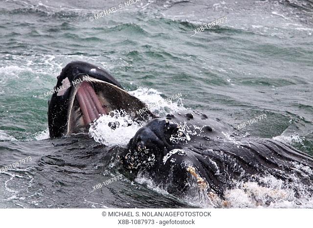 Adult humpback whale Megaptera novaeangliae surface lunge-feeding on krill near the Antarctic Peninsula, Antarctica, Southern Ocean  MORE INFO Humpbacks feed...