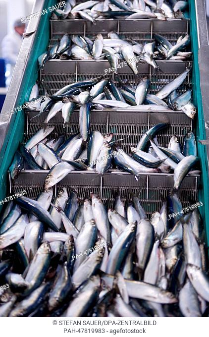 Herrings of the Baltic Sea are pictured on a conveyor at the fish factory EuroBaltic of the Dutch company Parlevliet & Van der Plas (P&P) in Sassnitz-Mukran on...