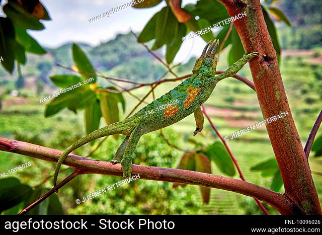 Jackson's chameleon, Chamaeleo jacksonii, Bwindi Impenetrable National Park, Uganda, Africa