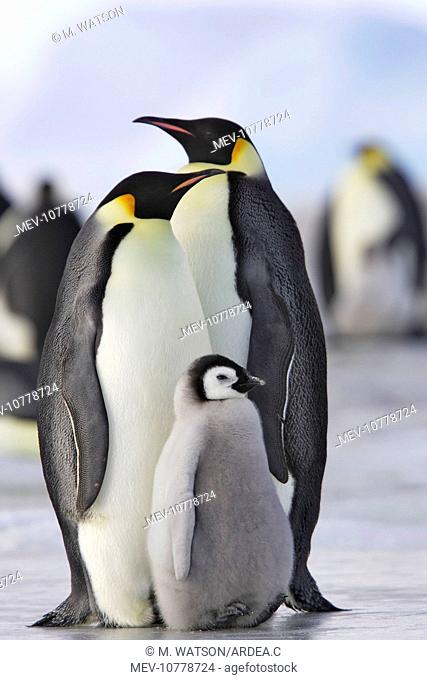 Emperor Penguin - adults and chick (Aptenodytes forsteri)