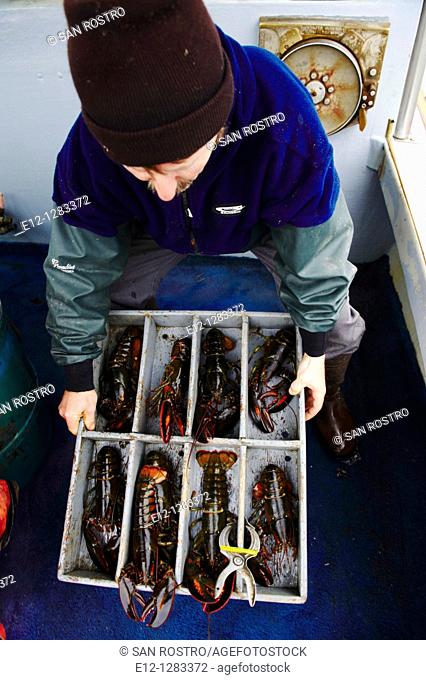 Mark White lobster fisherman, Kennebunkport, Maine, USA
