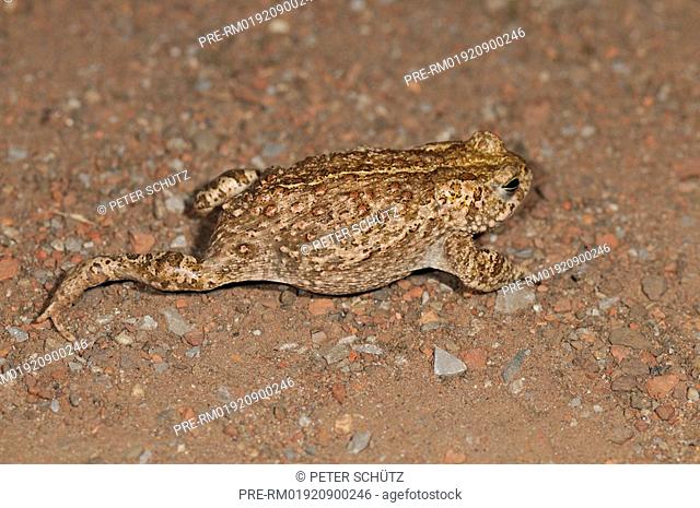 Natterjack toad, Bufo calamita, Meiderich, Germany, Europe
