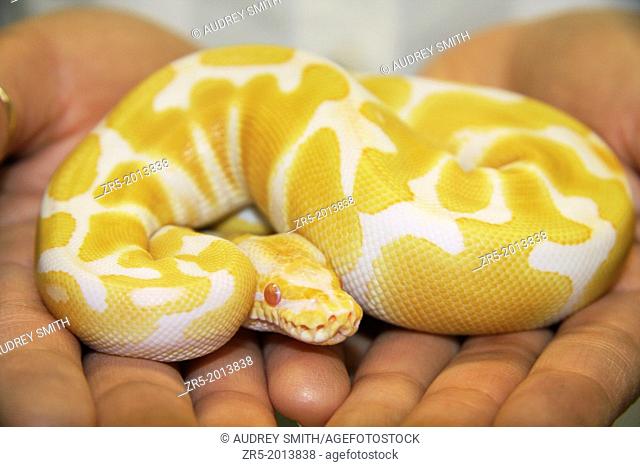 Captive albino ball python being held in hands, Florida, USA