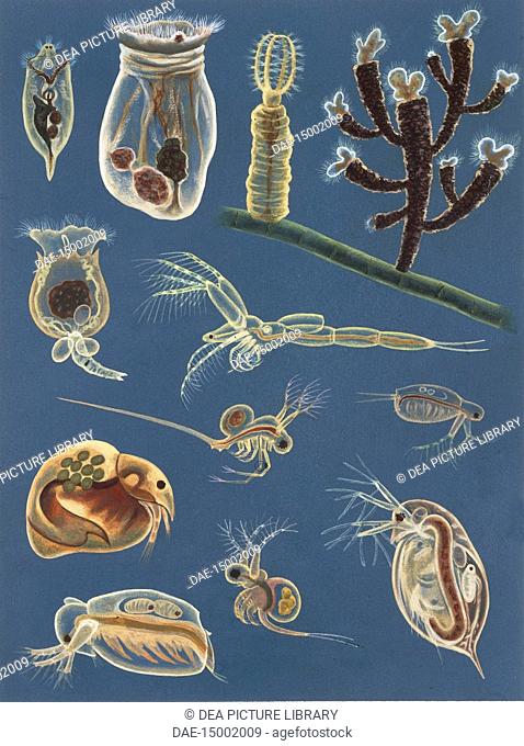 Zoology - Aquatic invertebrates, illustration