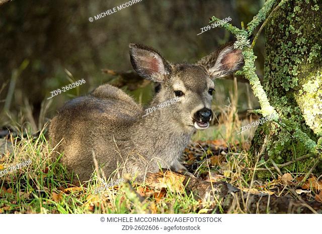 A young doe peers out from her resting place in a nature preserve
