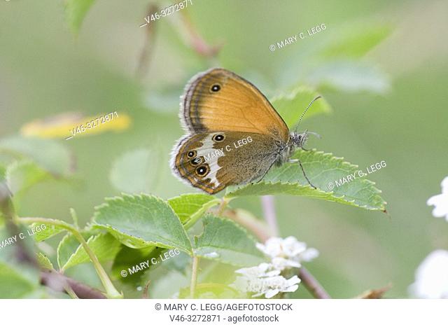 Pearly Heath, Coenonympha arcania. Butterfly flight is June-August. Habitat: light forests, nutient poor grasslands, damp clearings