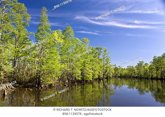 Neches River Boat Tour, through a Cypress Swamps, Beaumont, TX