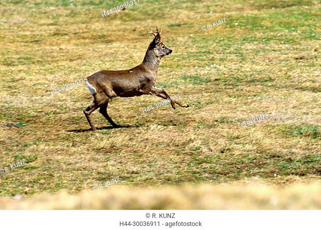 Deer. Capreolus capreolus, Cervidae, mammal, animal, galopping, Val Bedretto, Alps, Canton of Ticino, Switzerland