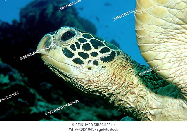 Green sea turtle green turtle, Chelonia mydas, Pacific ocean Borneo Sipadan, Malaysia
