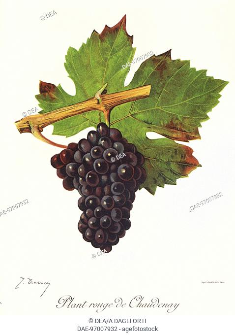 Pierre Viala (1859-1936), Victor Vermorel (1848-1927), Traite General de Viticulture. Ampelographie, 1901-1910. Tome III, plate: Plant Rouge de Chaudenay grape