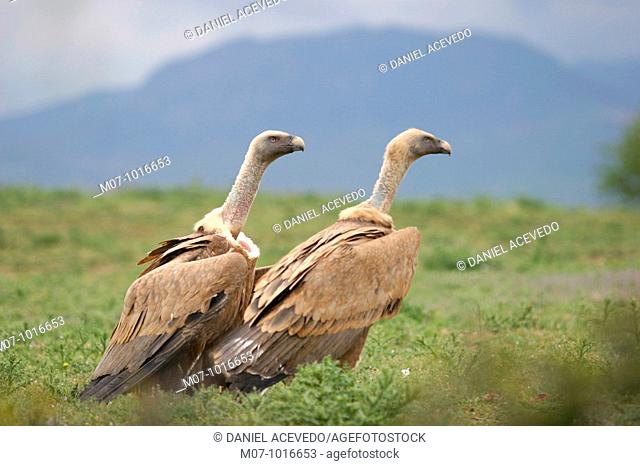 Common vultures (Gyps fulvus) gyps fulvus