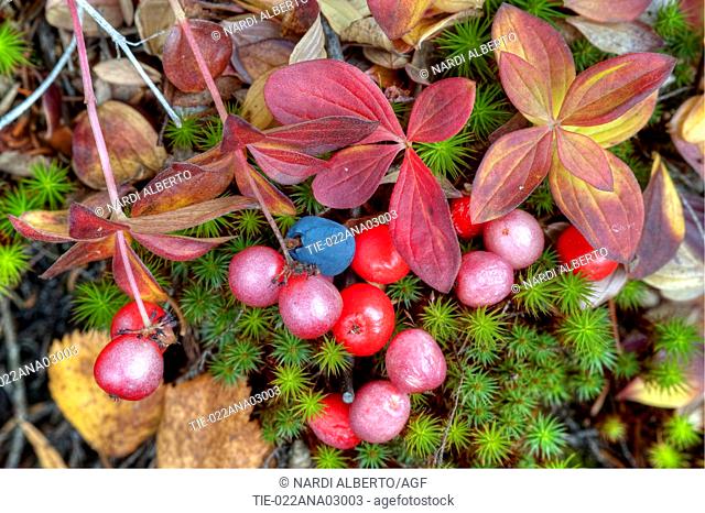Dwarf or Lapland Cornel (Cornus suecica), Bilberry(Vaccinium myrtillus), taiga forest, brook-side woodland understorey, Ruska time (autumn)